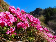 44 Ai bordi della linea tagliafuoco fiori di  Daphne cneorum-Dafne odorosa baciata dal sole